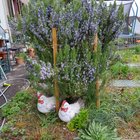 It will die in winter, they said…. – Reddit Post