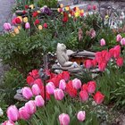 Favorite Flower – Reddit Post