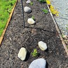 Last year’s lavender from seed and this year’s getting started. – Reddit Post