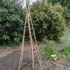 My sweet pea teepee doesn’t look quite as impressive in reality as it did in my head!