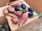 Small harvest from my garden!!