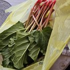 I have rhubarb. I’ve never had rhubarb. Is this an acceptable amount to gift to a coworker? – Reddit Post