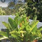 Brisbane, what plant is this?