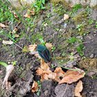 What did I plant?