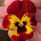 Pansy appreciation post! – Reddit Post