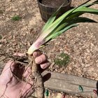 Someone left several of these on my porch. Any idea what they are? – Reddit Post
