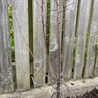 Bareroot plants…dead?
