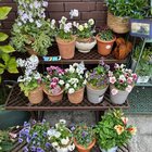 They say that at a certain age you have to have a hobby, and then I fell in love with gardening. – Reddit Post