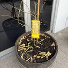 Had to repot my lemon tree from over watering!