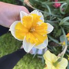 My epic daffodil collection! – Reddit Post