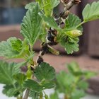 Weird (possible egg sacks) attached to my gooseberry