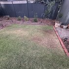 Help with my buffalo grass
