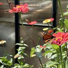 From last year’s garden. Hope I see them again this year – Reddit Post
