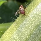 What is this bug stabbing my zucchini with its butt – Reddit Post