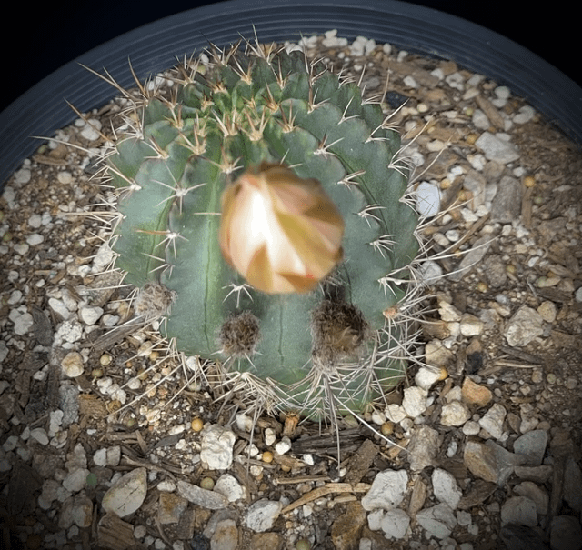Echinopsis hybrid ‘Silvia’ timelapse 😱😍🥰 – Reddit Post