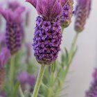 French lavender
