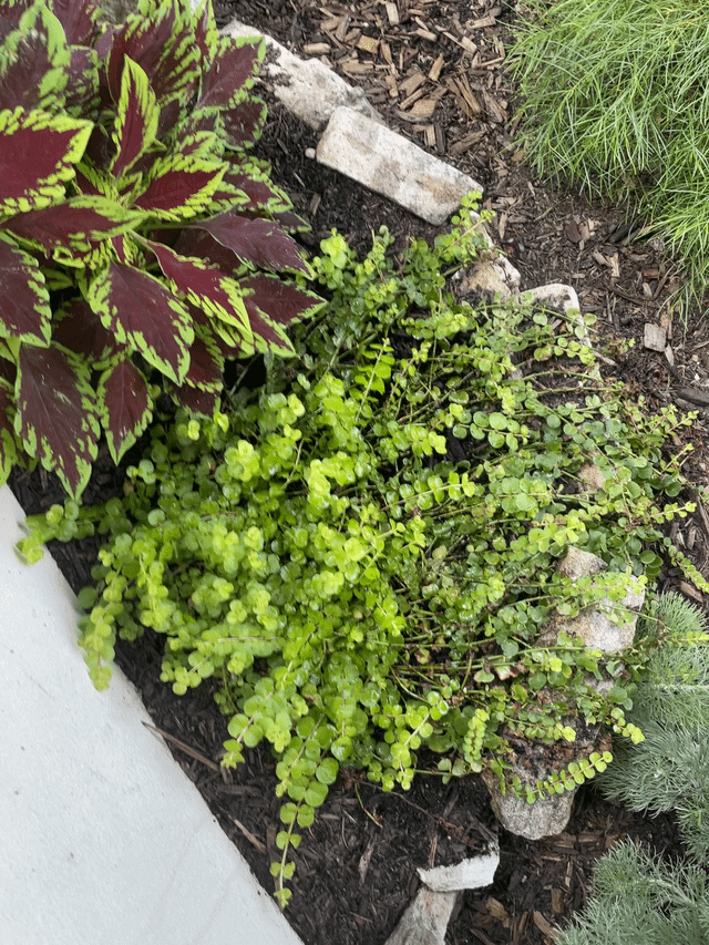 Does my outdoor girlie has a fungus gnat infestation?
