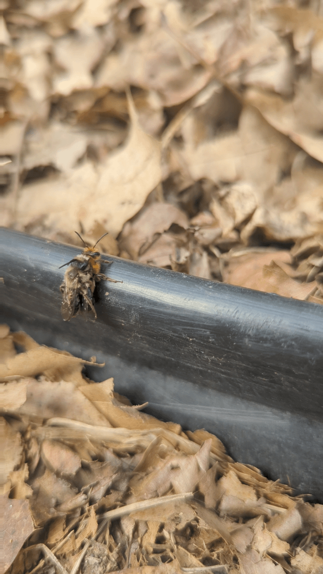 What type of bees are these and what are they doing in my garden!? 🫣 – Reddit Post