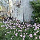 Texas evening primrose patch on its 3rd year :) – Reddit Post