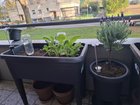 here is my little garden for the season – Reddit Post
