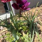 A petal leaf? – Reddit Post