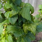What’s going on with my blackcurrant?