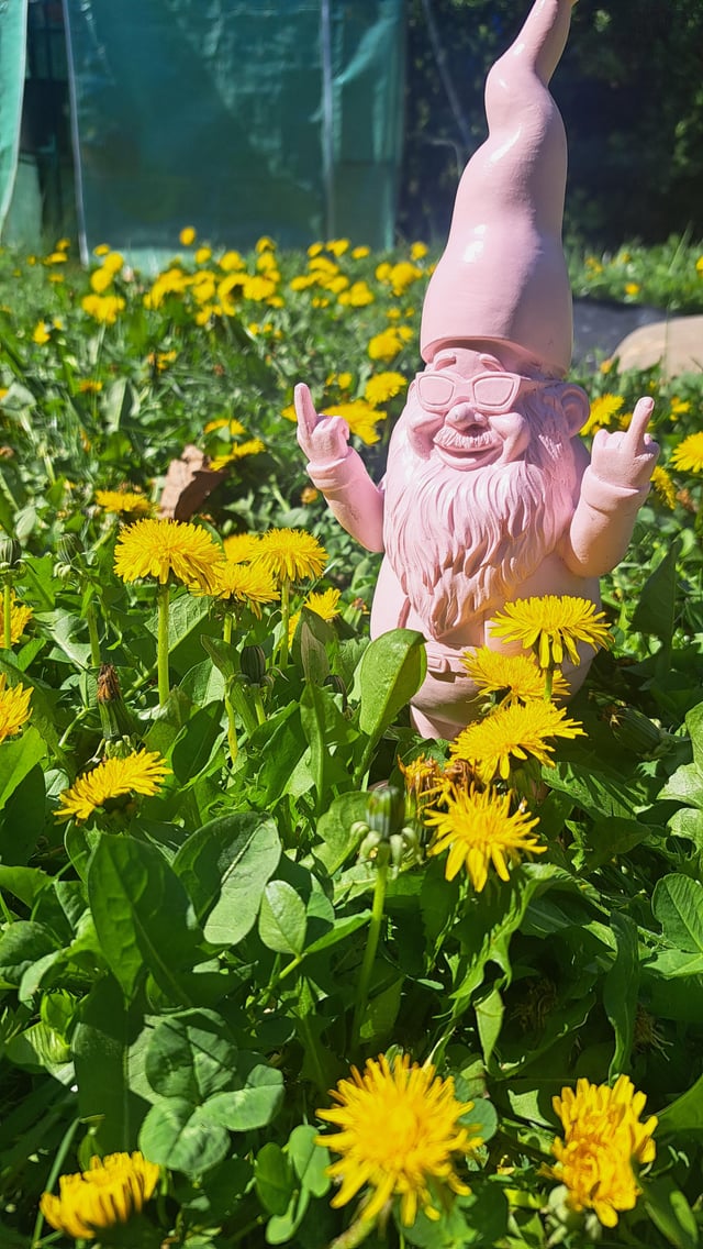 I love my dandelions. – Reddit Post