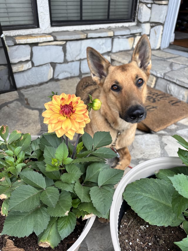 The dahlia to bloom is gorgeous! – Reddit Post