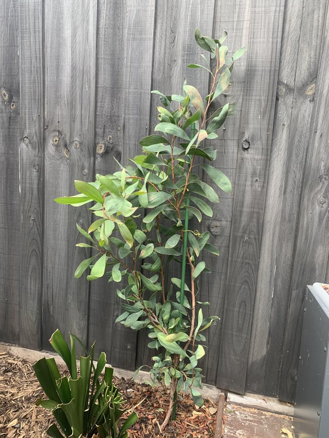 Tree ID