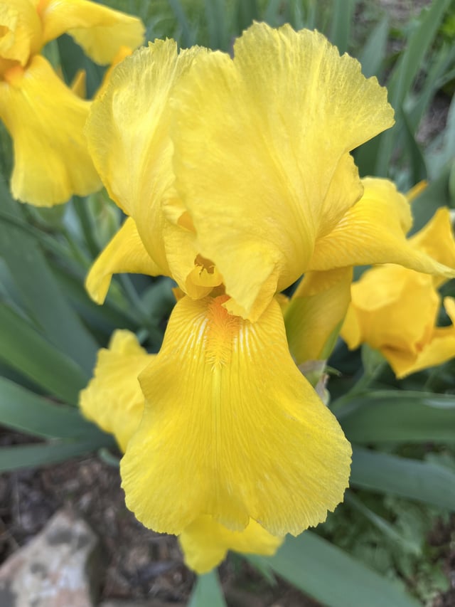 My irises started blooming yesterday – Reddit Post