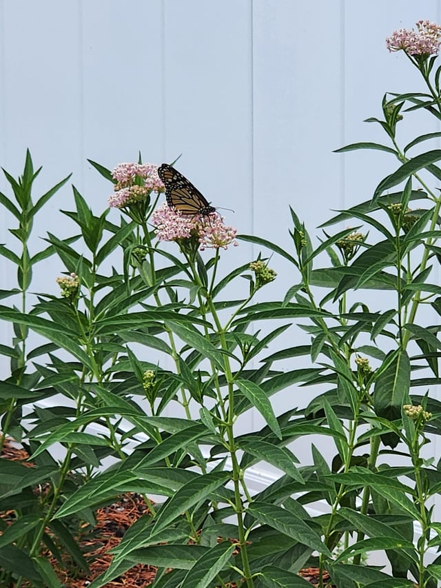 Swamp Milkweed Spreading – Reddit Post