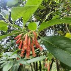 Red in Colombia – Reddit Post