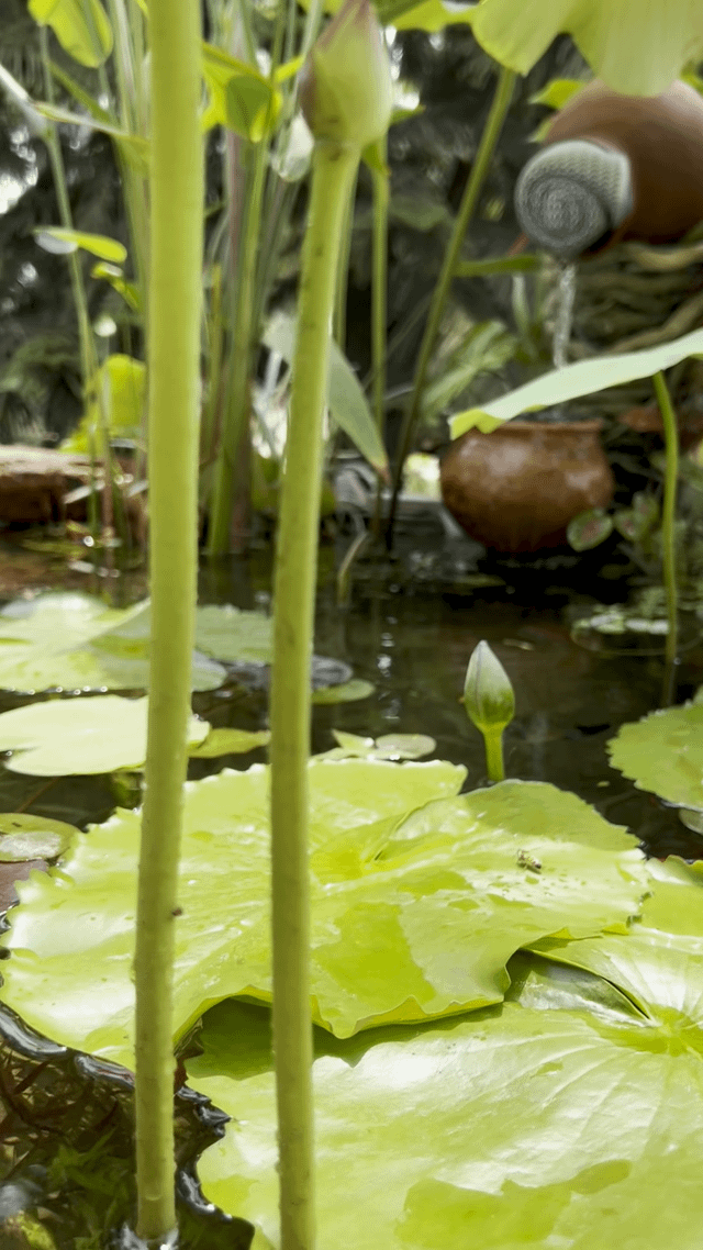 Water garden – Reddit Post