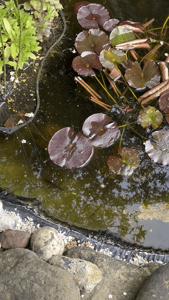 So much wildlife in my pond!