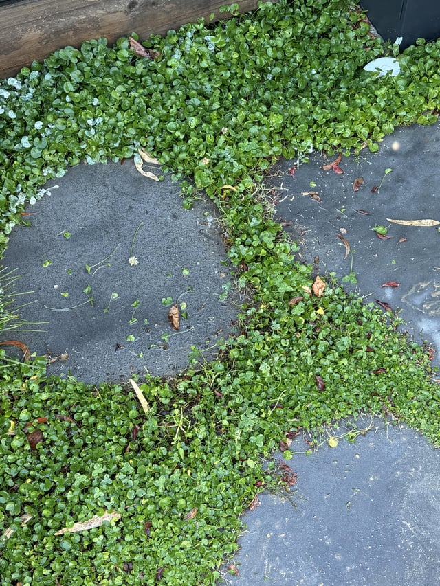 Clover has infiltrated my ground cover – what to do?