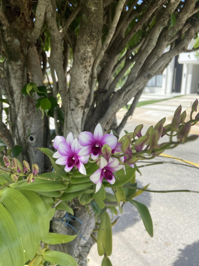 My orchid on the tree – Reddit Post