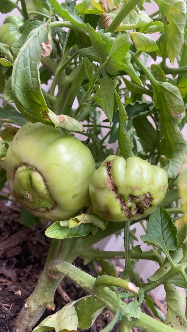 What going on with the bottom of these tomatoes?