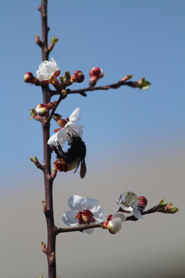 Caught this fuzzy lil worker mid-shift on my apricot tree 🍑🐝 – Reddit Post