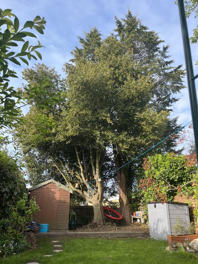 Thoughts on what to do with a giant bay tree?