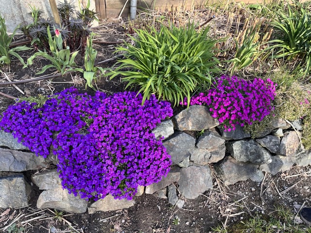 What are these flowers? – Reddit Post