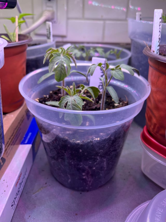 I’m getting mixed advice. Can the PROS help me on this? Can these tomatoes stay in this pot until they’re bigger or do they need their own 6” pot now?