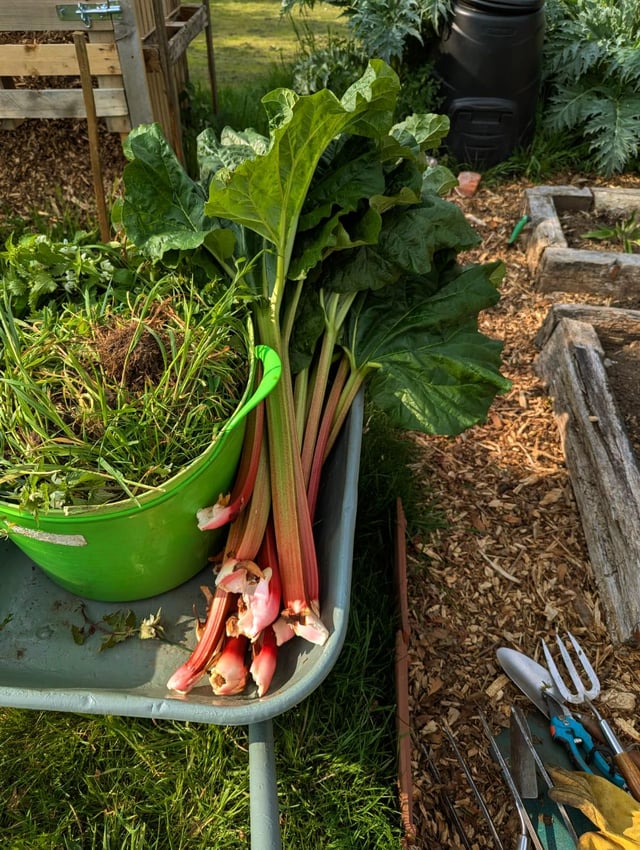 I’m at home with shingles but my partner sent me this photo from the allotment. Crumble for pudding 😋