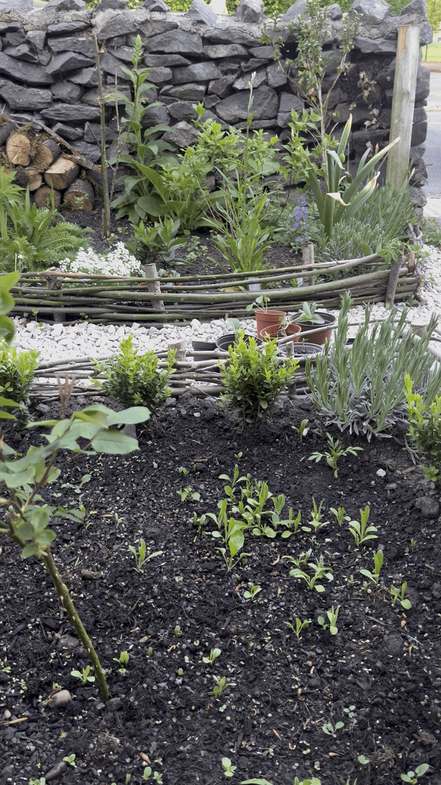 My garden slowly springing to life🌻