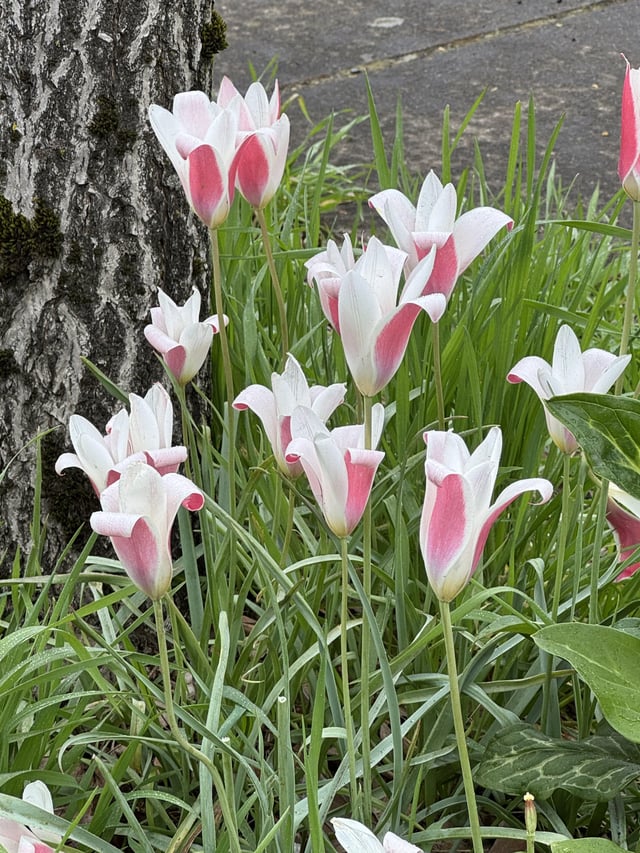 What’s the name of this incredible tulip? It multiplies every year. – Reddit Post