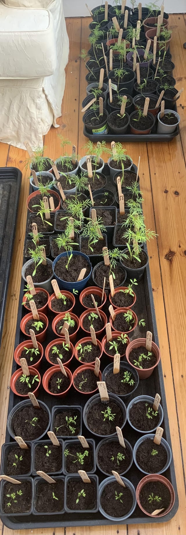 Today’s Seedling Pottings