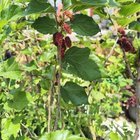 Mulberry fruits in my garden!!