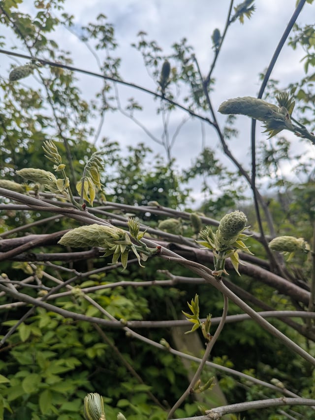 These are flower buds right?!