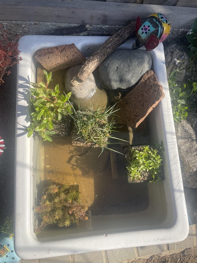 What else for this container pond?