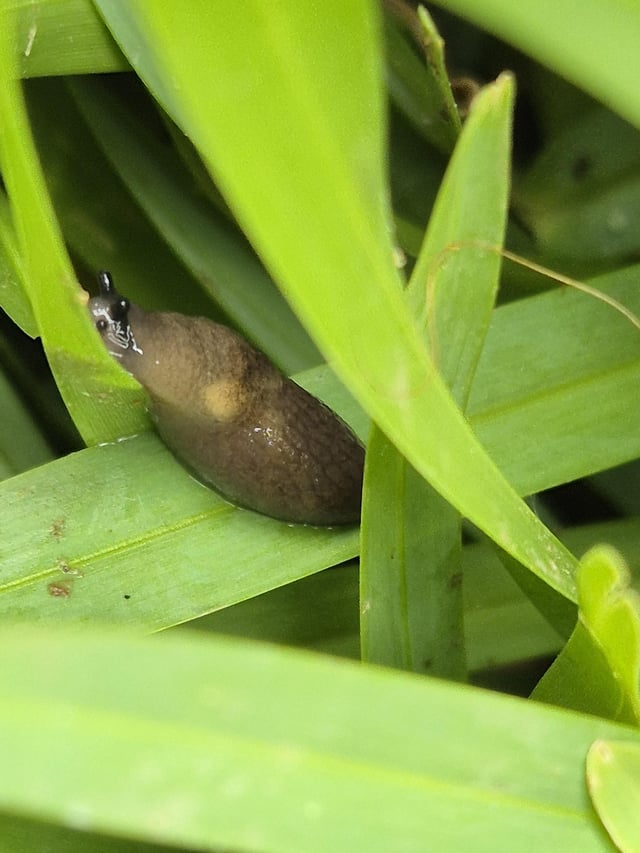 What is this thing that is killing my palmetto lawn?