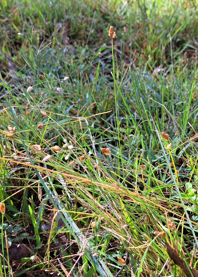 Grass question